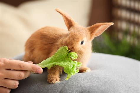 Rabbit eating - Healthy Eating. The majority of your rabbit’s diet (around 80 percent) should consist of hay and grass, with the rest made up of vegetables (10 to 15 percent), then pellets and fruits. If your rabbit …